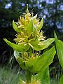 Gentianaceae - Gentiana lutea